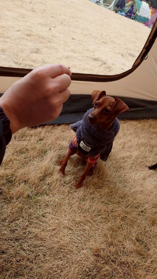 デイキャンもどき こもれび森のイバライド ファミリーキャンプ フリーサイト まーささんのキャンプブログ CAMPiii（キャンピー） -キャンプ専用SNS キャンプのすべてがここに集まる-