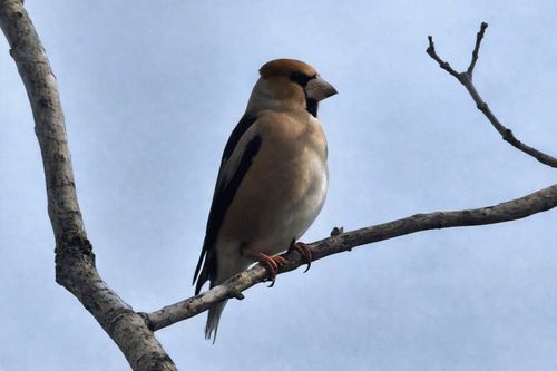 1年ぶりの、カレーの日 ふもとっぱらキャンプ場 ソロキャンプ グループキャンプ フリーサイト ぞのさんさんのキャンプブログ CAMPiii（キャンピー） -キャンプ専用SNS キャンプのすべてがここに集まる-