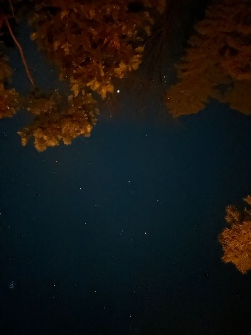 完全に寒波を逃した初キャンプ キャンプ場 クラブ篠山 ソロキャンプ 区画サイト フリーサイト おくさんさんのキャンプブログ CAMPiii（キャンピー） -キャンプ専用SNS キャンプのすべてがここに集まる-