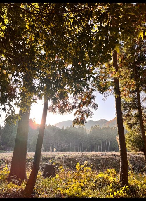 ソロ欲に駆られ。 デルフリキャンプ エンジョイドローン上山田キャンプ場 ソロキャンプ 区画サイト オートサイト あやぴーさんのキャンプブログ CAMPiii（キャンピー） -キャンプ専用SNS キャンプのすべてがここに集まる-