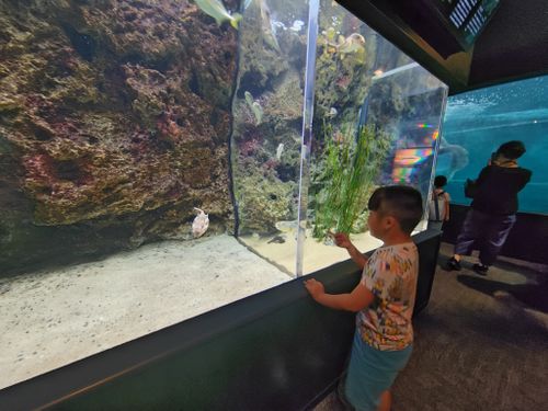 夏休み早よ終わらんかいねぇ&hellip; 片添ケ浜海浜公園 ファミリーキャンプ フリーサイト HARUMAGEDONさんのキャンプブログ CAMPiii（キャンピー） -キャンプ専用SNS キャンプのすべてがここに集まる-