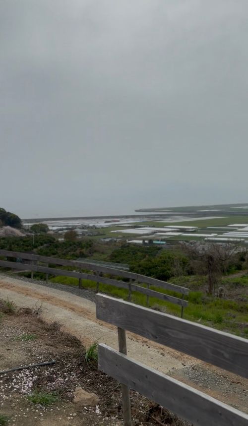 今年もなんとか行けた花見キャンプ🌸 草枕温泉てんすい ファミリーキャンプ フリーサイト Soraさんのキャンプブログ CAMPiii（キャンピー） -キャンプ専用SNS キャンプのすべてがここに集まる-