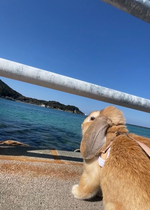 イライラした時は&hellip;やっぱり？リフレッシュおじうさキャン△ in 阿川ほうせんぐり海浜公園 〜 CAMP NO.177 阿川ほうせんぐり海浜公園 ソロキャンプ ファミリーキャンプ フリーサイト おじキャン△さんのキャンプブログ CAMPiii（キャンピー） -キャンプ専用SNS キャンプのすべてがここに集まる-