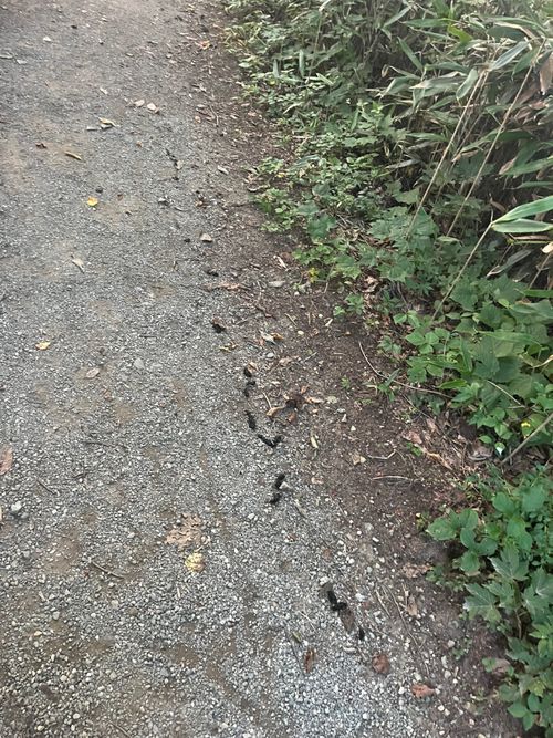 みちのく潮風トレイル 福島 相馬編 貸し切りができる小さなキャンプ場 beeto ソロキャンプ 区画サイト まっつんさんのキャンプブログ CAMPiii(キャンピー) -キャンプ専用SNS キャンプのすべてがここに集まる-