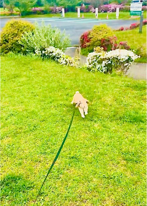 結局なぁ〜んも出来なかった悪天候おじおばうさキャン△ in 田万川キャンプ場 〜 CAMP NO.187 田万川キャンプ場 ファミリーキャンプ グループキャンプ フリーサイト おじキャン△さんのキャンプブログ CAMPiii（キャンピー） -キャンプ専用SNS キャンプのすべてがここに集まる-