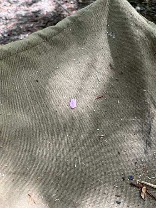 久しぶりのソロキャンプ🏕️ 道志の森キャンプ場 ソロキャンプ フリーサイト Genさんのキャンプブログ CAMPiii（キャンピー） -キャンプ専用SNS キャンプのすべてがここに集まる-