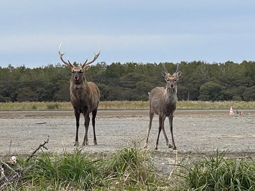 撮り鉄のデイキャンプ🏕️ 安平町ときわキャンプ場 ファミリーキャンプ 区画サイト Train Photographer TAKAさんのキャンプブログ CAMPiii（キャンピー） -キャンプ専用SNS キャンプのすべてがここに集まる-