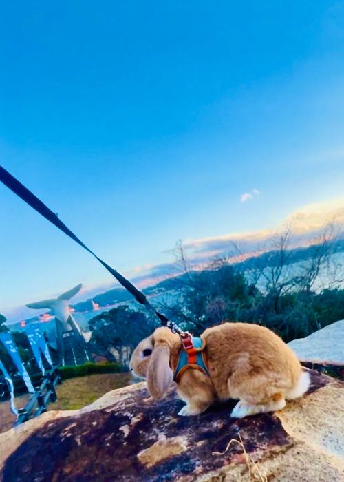 2025-2026 最初で最期の城跡エリア年越グルキャン△ in 下関市串崎城跡 〜 CAMP NO.169 関見台公園 ソロキャンプ ファミリーキャンプ グループキャンプ 区画サイト おじキャン△さんのキャンプブログ CAMPiii（キャンピー） -キャンプ専用SNS キャンプのすべてがここに集まる-