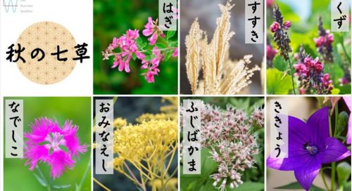 にしごうキャンプフェスタ2025【2日目】 キョロロン村 Oniyomeさんのキャンプブログ CAMPiii（キャンピー） -キャンプ専用SNS キャンプのすべてがここに集まる-