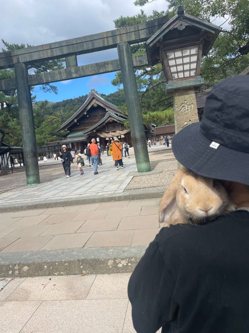 神在月に神の遣い《きなこ》と一緒に…出雲参拝おじおばうさキャン△ in 夢の森うさぎキャンプ場 〜 CAMP NO. うさぎ森林公園 夢の森うさぎ ファミリーキャンプ グループキャンプ 区画サイト おじキャン△さんのキャンプブログ CAMPiii(キャンピー) -キャンプ専用SNS キャンプのすべてがここに集まる-