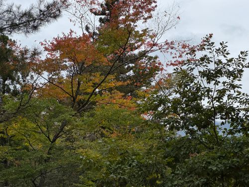 CAMPiii(キャンピー) まっつんさんのキャンプブログ 紅葉には少し早かった道志遠征 道志の森キャンプ場