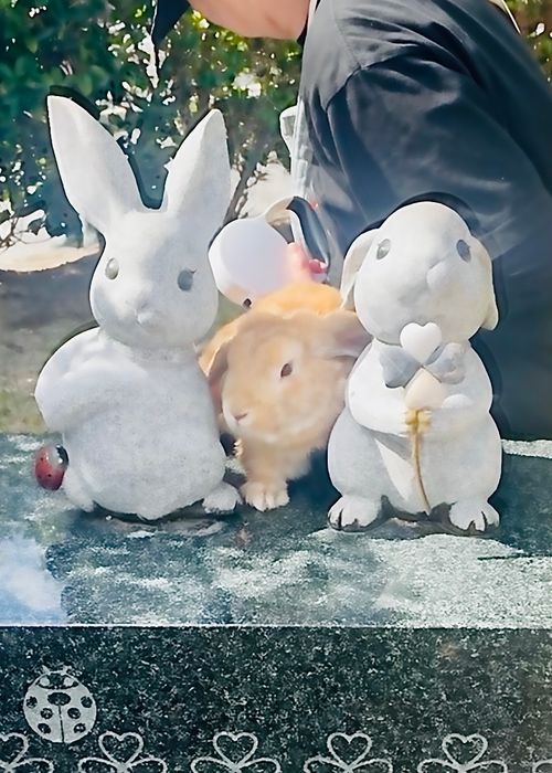神在月に神の遣い《きなこ》と一緒に…出雲参拝おじおばうさキャン△ in 夢の森うさぎキャンプ場 〜 CAMP NO. うさぎ森林公園 夢の森うさぎ ファミリーキャンプ グループキャンプ 区画サイト おじキャン△さんのキャンプブログ CAMPiii(キャンピー) -キャンプ専用SNS キャンプのすべてがここに集まる-