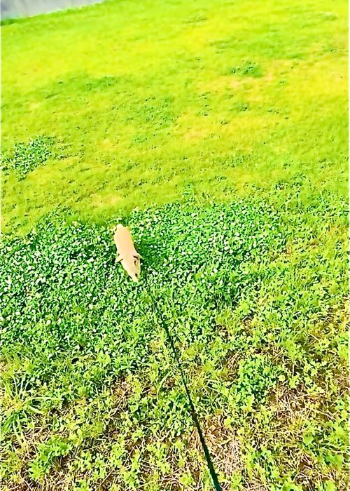 CAMPiiiブログ 投稿200回記念 おじおば🐰キャン△ in 田ノ浦キャンプ場 CAMP NO.195 田ノ浦キャンプ場 ファミリーキャンプ グループキャンプ フリーサイト おじキャン△さんのキャンプブログ CAMPiii（キャンピー） -キャンプ専用SNS キャンプのすべてがここに集まる-