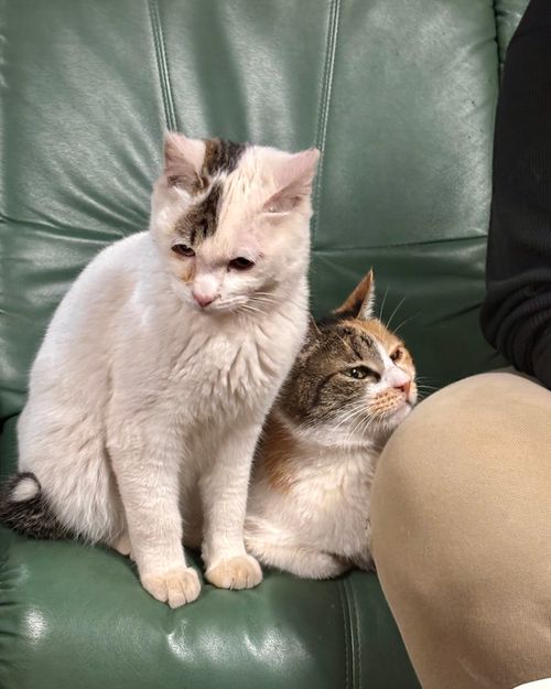 秋田＆岩手を目指せ〜🌀🌀🌀🌀🌀 キャンプグランド・ベアーベル Oniyomeさんのキャンプブログ CAMPiii（キャンピー） -キャンプ専用SNS キャンプのすべてがここに集まる-