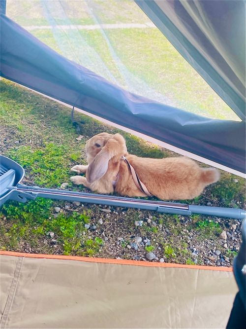 リベンジしなきゃ&hellip;やめられない、止まらない💦悪天候キャンパー天候(転向？)おじうさキャン△ in ゆうゆう広場 〜 CAMP NO.188 ゆうゆう広場 ソロキャンプ ファミリーキャンプ 区画サイト フリーサイト おじキャン△さんのキャンプブログ CAMPiii（キャンピー） -キャンプ専用SNS キャンプのすべてがここに集まる-