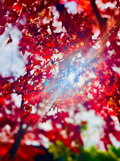 秋のエヴァ祭り？おじおばうさキャン△ in 江汐公園キャンプ場 〜 CAMP NO.166 江汐公園 ファミリーキャンプ グループキャンプ 区画サイト おじキャン△さんのキャンプブログ CAMPiii（キャンピー） -キャンプ専用SNS キャンプのすべてがここに集まる-