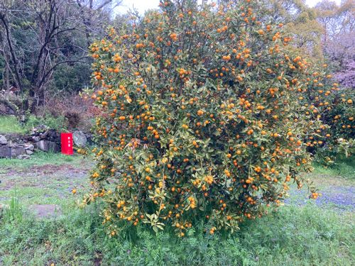 ☔︎雨キャン☔︎ かじかじテラスcampfield ファミリーキャンプ 区画サイト オートサイト masaさんのキャンプブログ CAMPiii（キャンピー） -キャンプ専用SNS キャンプのすべてがここに集まる-