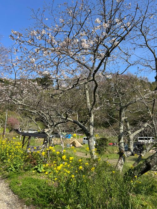春うらら。千葉にゃんこ王国(^^) 花はなの里 グループキャンプ 区画サイト KOBApapaさんのキャンプブログ CAMPiii（キャンピー） -キャンプ専用SNS キャンプのすべてがここに集まる-