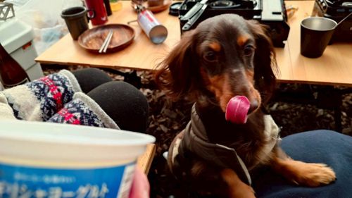 恒例の新春ファミキャン！ THE DOG DEPT GARDEN RESORT-安房白浜- ファミリーキャンプ グループキャンプ 区画サイト まーささんのキャンプブログ CAMPiii（キャンピー） -キャンプ専用SNS キャンプのすべてがここに集まる-