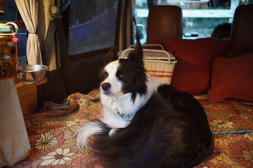 【キャンプ行けてない】キャンプ場マルシェイベントへ行った記録 TINY CAMP VILLAGE 週末スナフキンさんのキャンプブログ CAMPiii（キャンピー） -キャンプ専用SNS キャンプのすべてがここに集まる-