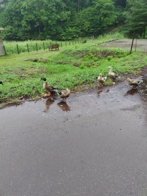 真夏のキャンプ でも池の近くは過ごしやすく、穴場キャンプ場だった 大平森林公園 ファミリーキャンプ 区画サイト オートサイト セツさんのキャンプブログ CAMPiii(キャンピー) -キャンプ専用SNS キャンプのすべてがここに集まる-