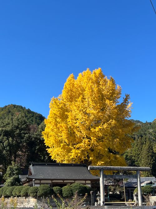 CAMPiii（キャンピー） yoji@campさんのキャンプブログ 星がキレイな「過保護」キャンプ W.A.S. River side nature terrace