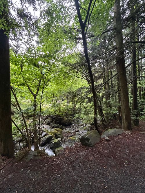 新緑キャンプ🏕 椿荘オートキャンプ場 ソロキャンプ 区画サイト Genさんのキャンプブログ CAMPiii（キャンピー） -キャンプ専用SNS キャンプのすべてがここに集まる-