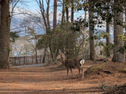 静寂な森のなかで(後篇) 小田急山中湖フォレストコテージ ファミリーキャンプ 好々爺🇯🇵さんのキャンプブログ CAMPiii（キャンピー） -キャンプ専用SNS キャンプのすべてがここに集まる-
