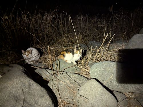 朝ゆっくりしたかったソロキャンプ 青野原オートキャンプ場 ソロキャンプ 区画サイト 週末スナフキンさんのキャンプブログ CAMPiii（キャンピー） -キャンプ専用SNS キャンプのすべてがここに集まる-