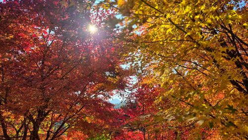 CAMPiii（キャンピー） Kurikko-tomoさんのキャンプブログ 紅葉キャンプ🍁 新平ヶ原公園キャンプ場