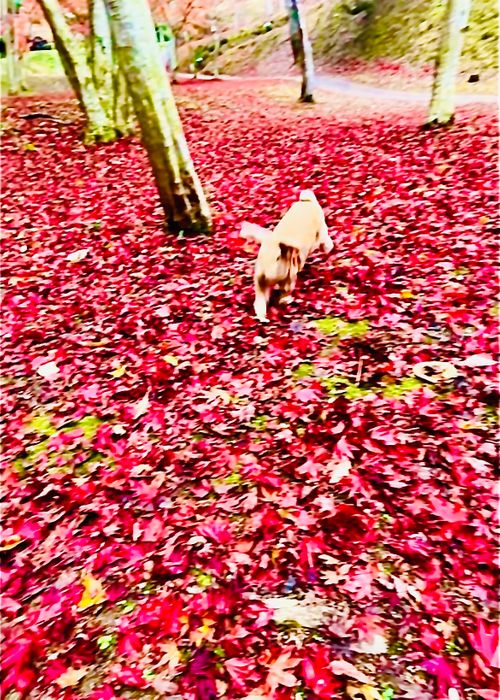 《秋》を楽しむ🐟おじうさキャン△ in 木屋川吉田河川公園 〜 CAMP NO.165 木屋川河川公園 ソロキャンプ ファミリーキャンプ フリーサイト おじキャン△さんのキャンプブログ CAMPiii（キャンピー） -キャンプ専用SNS キャンプのすべてがここに集まる-
