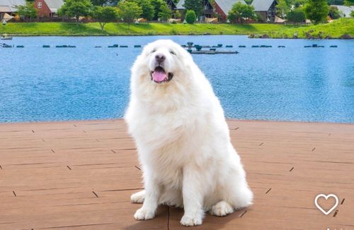 もう雪景色はおなかいっぱい&hellip;なので、現実逃避【備忘録】 エンゼルフォレスト那須白河｜ペットと泊まれる宿 Oniyomeさんのキャンプブログ CAMPiii（キャンピー） -キャンプ専用SNS キャンプのすべてがここに集まる-