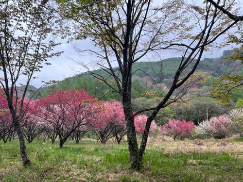 CAMPiii（キャンピー） KABUTOさんのキャンプブログ GWだ！キャンプだ‼︎雨だｰ!!! 木曽駒森林公園