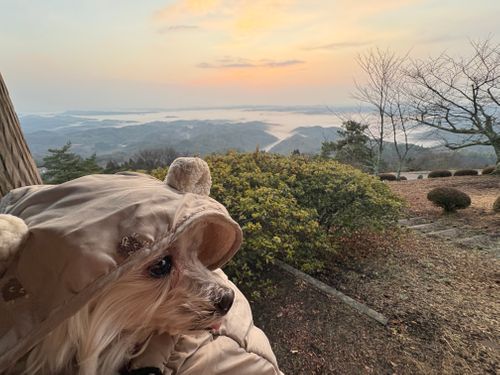 第90話　今回は岡山観光記事っす 弥高山公園キャンプ場 ソロキャンプ フリーサイト ちろ犬さんのキャンプブログ CAMPiii（キャンピー） -キャンプ専用SNS キャンプのすべてがここに集まる-