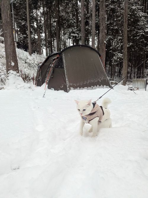 2026初キャンプ！SnowCamp withCAT！ the veg out ソロキャンプ グループキャンプ 区画サイト オートサイト ちあさんのキャンプブログ CAMPiii（キャンピー） -キャンプ専用SNS キャンプのすべてがここに集まる-