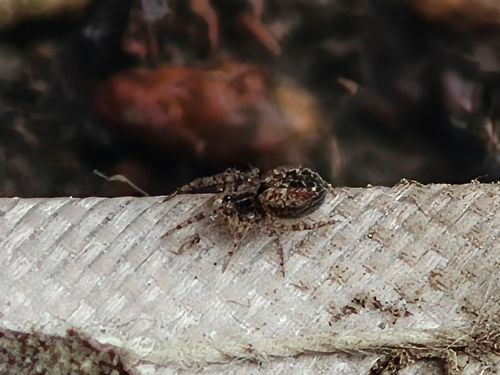 実験キャンプや。 大阪府 ソロキャンプ フリーサイト ぞのさんさんのキャンプブログ CAMPiii（キャンピー） -キャンプ専用SNS キャンプのすべてがここに集まる-