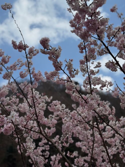 思いがけず花見キャンプに ウェルキャンプ西丹沢 グループキャンプ 区画サイト xiongmaoさんのキャンプブログ CAMPiii（キャンピー） -キャンプ専用SNS キャンプのすべてがここに集まる-