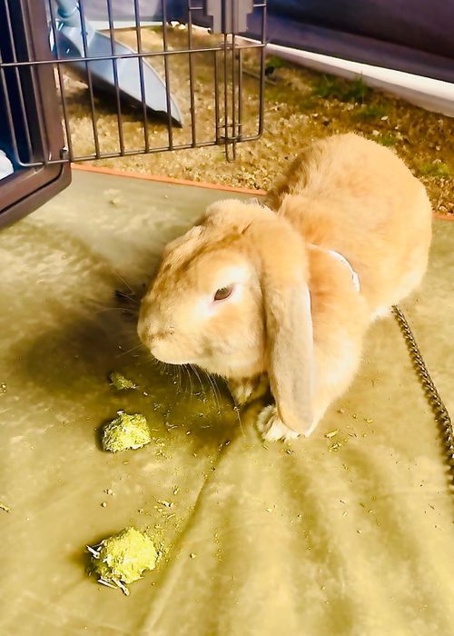 悪天候と身勝手キャンパーにストレス倍増おじおばうさキャン△ in 美濃ヶ浜海浜広場 〜 CAMP NO.186 美濃ケ浜海浜広場 ソロキャンプ ファミリーキャンプ グループキャンプ フリーサイト おじキャン△さんのキャンプブログ CAMPiii（キャンピー） -キャンプ専用SNS キャンプのすべてがここに集まる-