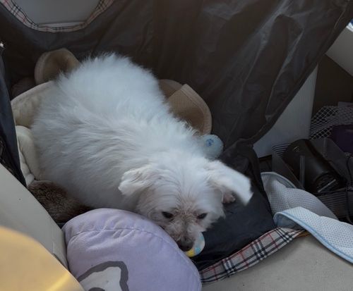 第94話　キャンピー放置してたけどいい加減書くか.... 埼玉県 ソロキャンプ グループキャンプ オートサイト フリーサイト ちろ犬さんのキャンプブログ CAMPiii（キャンピー） -キャンプ専用SNS キャンプのすべてがここに集まる-