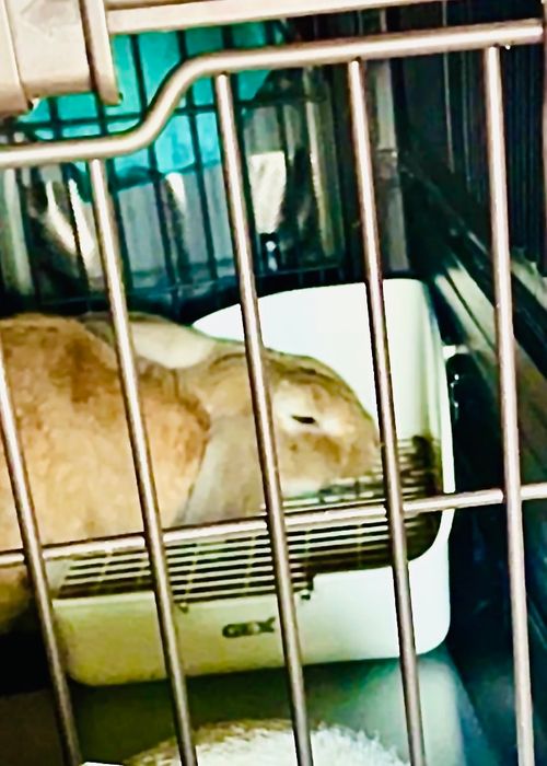ようやく念願の&hellip;遺跡眺望おじおば🐰キャン△ in スノーピーク吉野ヶ里キャンプフィールド 〜 CAMP NO.196 ファミリーキャンプ グループキャンプ フリーサイト おじキャン△さんのキャンプブログ CAMPiii（キャンピー） -キャンプ専用SNS キャンプのすべてがここに集まる-