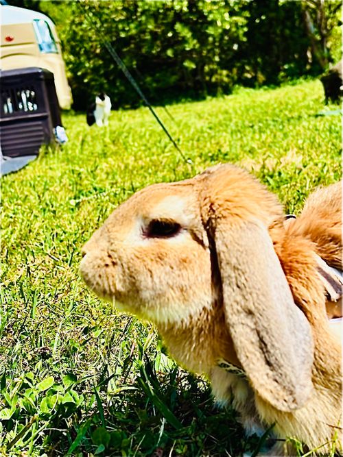 ワクワク絶景海浜おじおばうさキャン△ in 田ノ浦キャンプ場 〜 CAMP NO.191 田ノ浦キャンプ場 ファミリーキャンプ グループキャンプ フリーサイト おじキャン△さんのキャンプブログ CAMPiii（キャンピー） -キャンプ専用SNS キャンプのすべてがここに集まる-