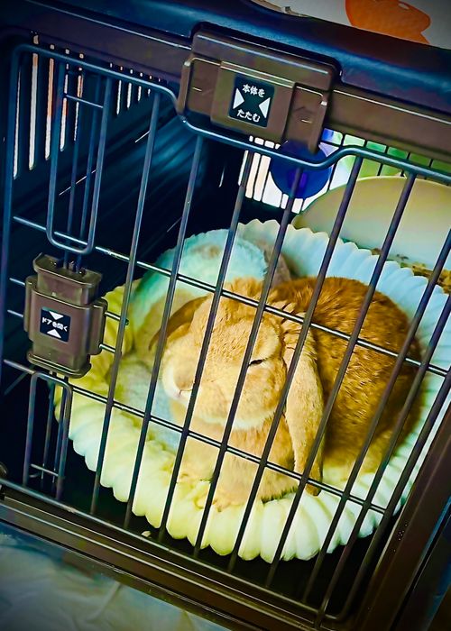 念願の雪中⛄️おじおばうさキャン△ in 板木まきばの里キャンプ場 〜 CAMP NO.173 小板まきばの里キャンプ場 ファミリーキャンプ グループキャンプ 区画サイト おじキャン△さんのキャンプブログ CAMPiii（キャンピー） -キャンプ専用SNS キャンプのすべてがここに集まる-