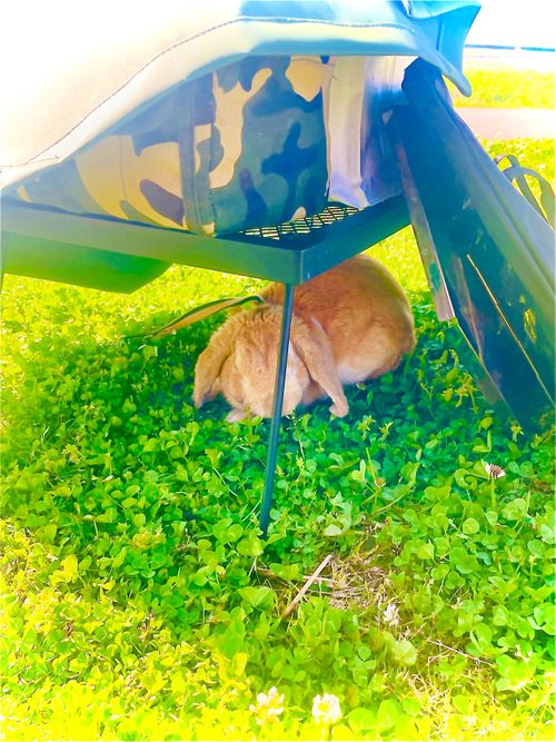 なーんもしないマッタリおじうさキャン△ in ゆうゆう広場 〜 CAMP NO.185 ゆうゆう広場 ソロキャンプ ファミリーキャンプ フリーサイト 区画サイト おじキャン△さんのキャンプブログ CAMPiii（キャンピー） -キャンプ専用SNS キャンプのすべてがここに集まる-