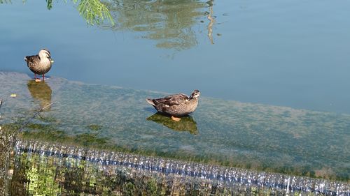 犬キャン! スリーアローズ那須キャンプビレッジ グループキャンプ ファミリーキャンプ 区画サイト まーささんのキャンプブログ CAMPiii(キャンピー) -キャンプ専用SNS キャンプのすべてがここに集まる-