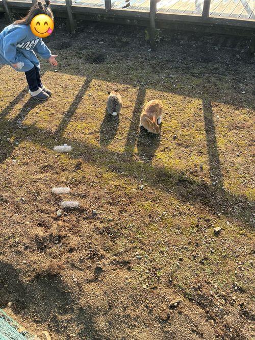 2025年17回目ラストは、うさぎキャン🐇 大久野島キャンプ場 ファミリーキャンプ 区画サイト わいげさんのキャンプブログ CAMPiii（キャンピー） -キャンプ専用SNS キャンプのすべてがここに集まる-