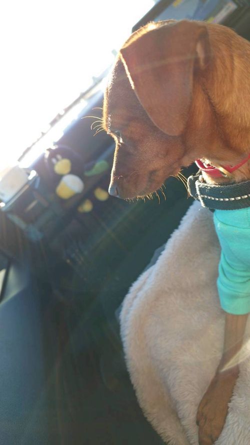 恒例の新春ファミキャン！ THE DOG DEPT GARDEN RESORT-安房白浜- ファミリーキャンプ グループキャンプ 区画サイト まーささんのキャンプブログ CAMPiii（キャンピー） -キャンプ専用SNS キャンプのすべてがここに集まる-