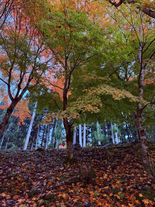 紅葉の山伏グルキャン 山伏オートキャンプ場 グループキャンプ 区画サイト atelierさんのキャンプブログ CAMPiii（キャンピー） -キャンプ専用SNS キャンプのすべてがここに集まる-
