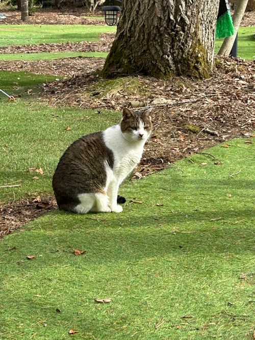 旅する古本屋〜猫のお告げは樹の下で〜 HOSOMINE BASE 細峯ベース ソロキャンプ 区画サイト ぱぱちょさんのキャンプブログ CAMPiii(キャンピー) -キャンプ専用SNS キャンプのすべてがここに集まる-