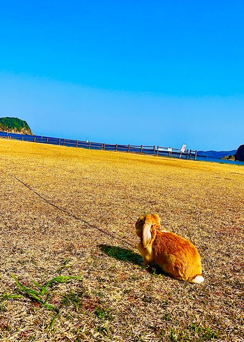 何にもしない&hellip;連泊おくつろぎおじおばうさキャン△ in 阿川ほうせんぐり海浜公園 〜 CAMP NO.181 阿川ほうせんぐり海浜公園 ソロキャンプ ファミリーキャンプ グループキャンプ フリーサイト おじキャン△さんのキャンプブログ CAMPiii（キャンピー） -キャンプ専用SNS キャンプのすべてがここに集まる-