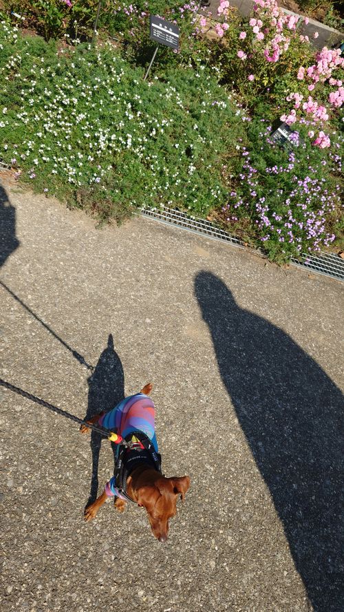 紅葉狩り 日光・まなかの森 キャンプ＆スパリゾート ソロキャンプ グループキャンプ 区画サイト まーささんのキャンプブログ CAMPiii（キャンピー） -キャンプ専用SNS キャンプのすべてがここに集まる-